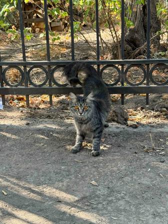 Кошка помесь с сибирской