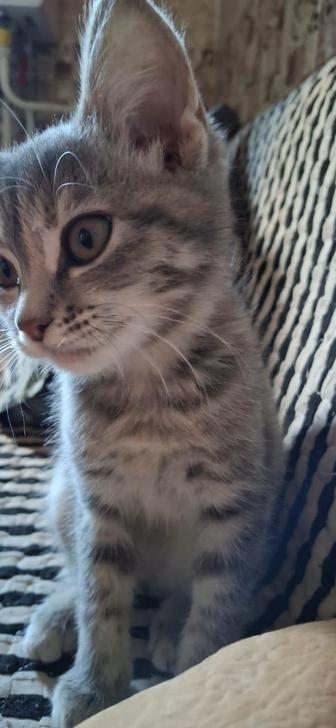 Котенок