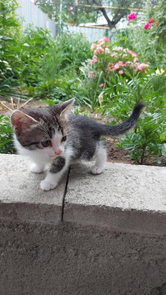 Котята 2 мес ждут вас