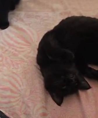 Отдам котенка бесплатно.