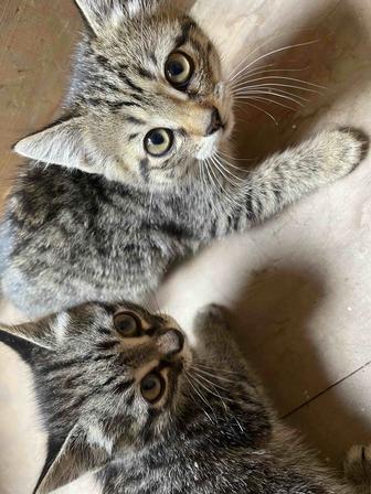 Котята