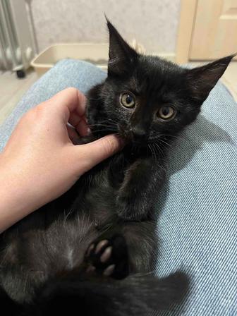 Котенок мечты ищет дом!