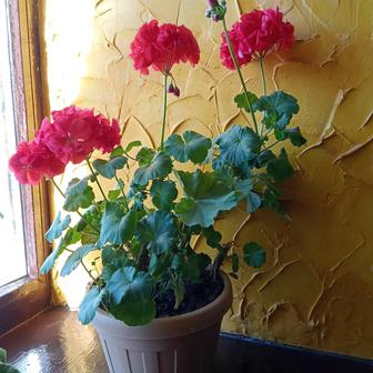 Цветущие цветы , неприхотливые, можно на подарок,