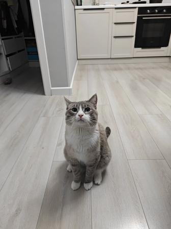 Коту нужна кошка