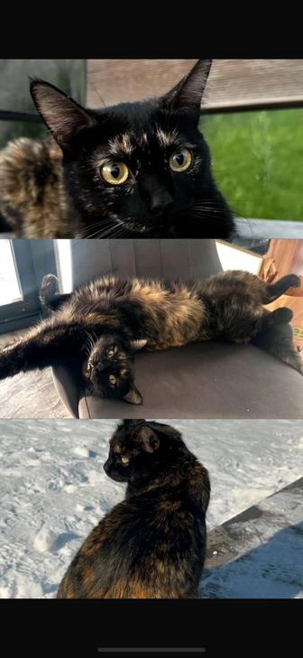 Пропала кошка