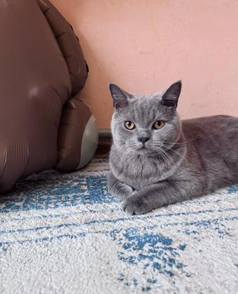 Отдам бесплатно кот Шотландский