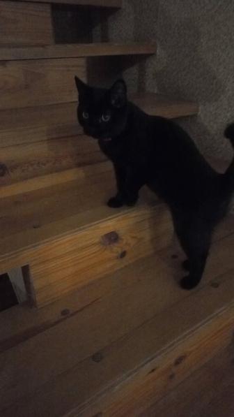 Найден черный кот