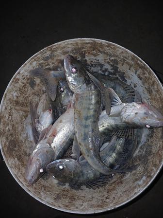 Рыба судак көксерке.