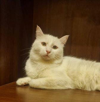 Котик Альбинос ищет добрые руки.