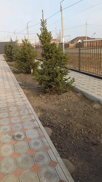 Тал отырғызу тал кесу тал улау виноград ашу жабу грятка жасау шөп жұлу т.б