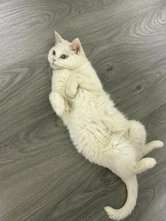 Кошка турецкая ангора