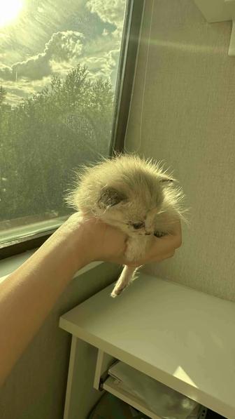 Милый котик