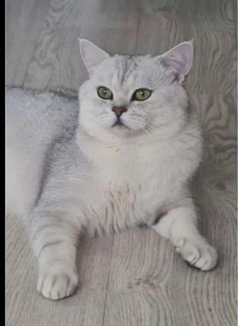 Вязка кота шиншиллы