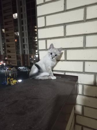 Кошки
