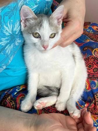 Ласковый игрунчик котенок Эдик ищет свою семью