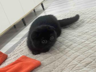 Продам котенка Скоттиш fold. Вислоухая шотландка.
