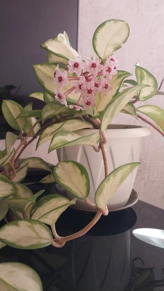 Продаются черенки Хойи Триколор. Красивое цветущее растение.