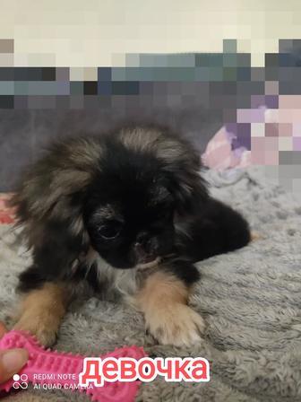 Щенки пекинес