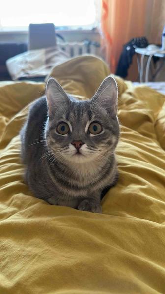Кошка