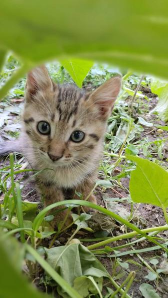 Котята бесплатно