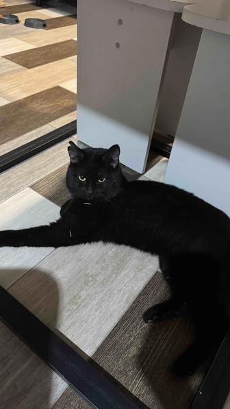 Кот