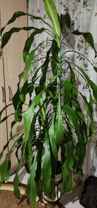 Драцена для офиса