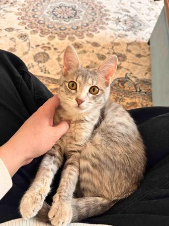 Отдам котенка