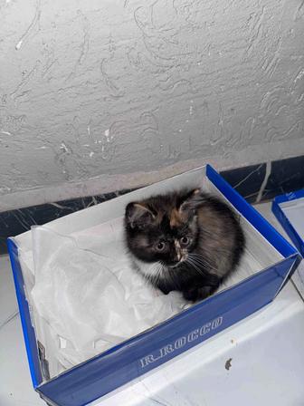 Котенок в хорошие руки