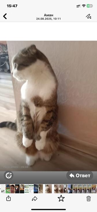 Отдам кота