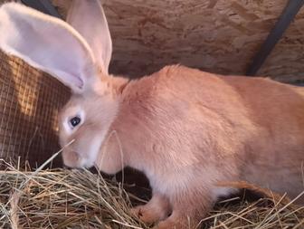 Продам кролика 6 месяцев 15000