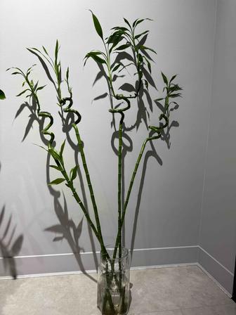 Продам бамбук (драцена)