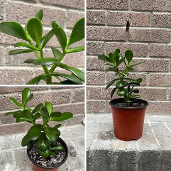 Крассула - Денежное дерево