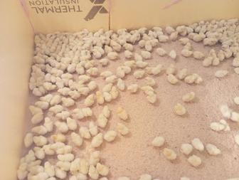Продам цыплят бройлер