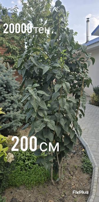 Сирень белая махровая