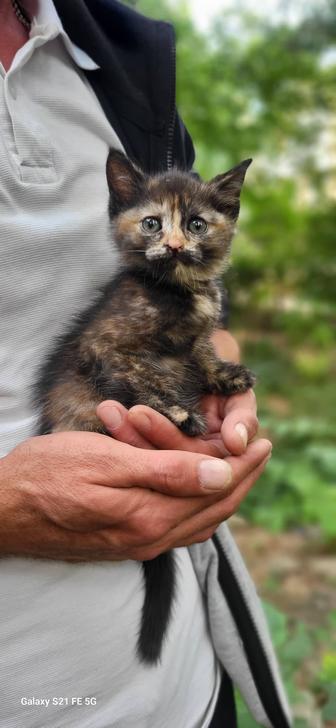 отдам в ответственные руки кошку
