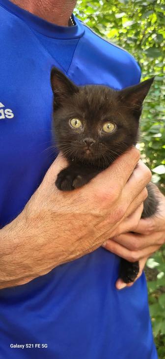 отдам в ответственные руки кошку