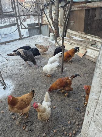 Продам взрослых индюков