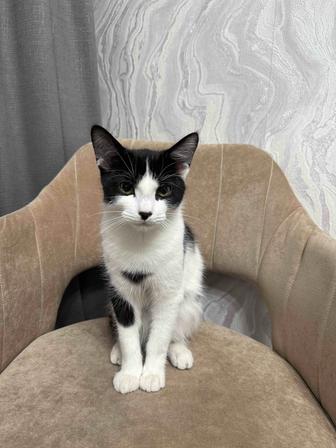 Отдам даром кота, приученного к лотку