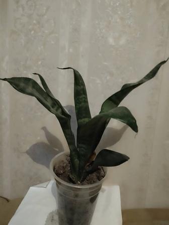 Сансевиерия Три вида .