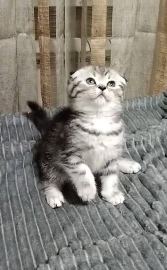 Шикарная вислоухая девочка.