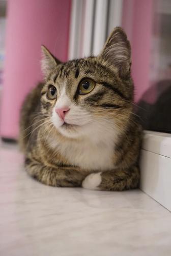 Отдам котенка в добрые руки