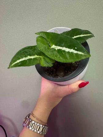 Сингониум Вендланда