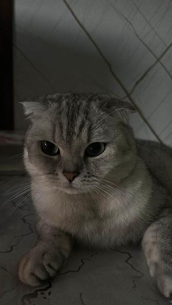 Ищем кота для кошки