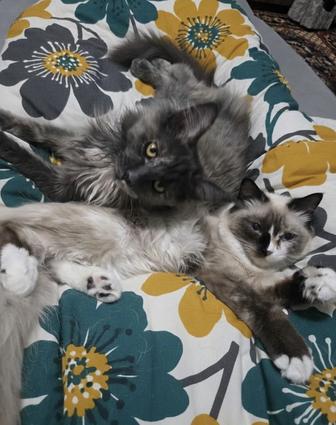 Отдам кошку