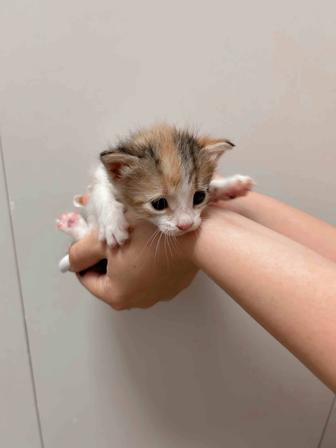 Срочно отдам котят