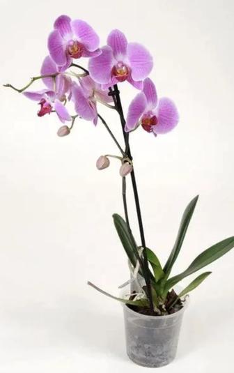 Уход за комнатными растениями в офисах и на дому