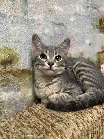 Котик в добрые руки