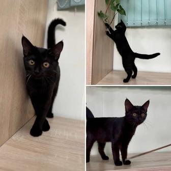 Котенок в добрые руки