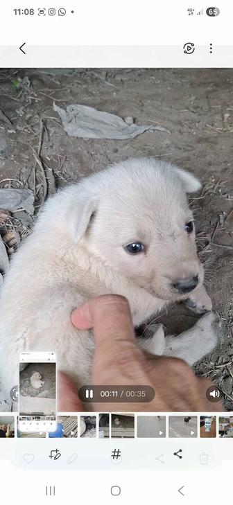 Щенки бесплатно