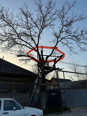 Спил распил деревьев.и вывоз веток,выкорчевка